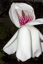 magnolia campbellii thumbnail graphic